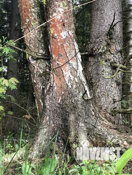 Дом 50м², 2-этажный, посуточно,